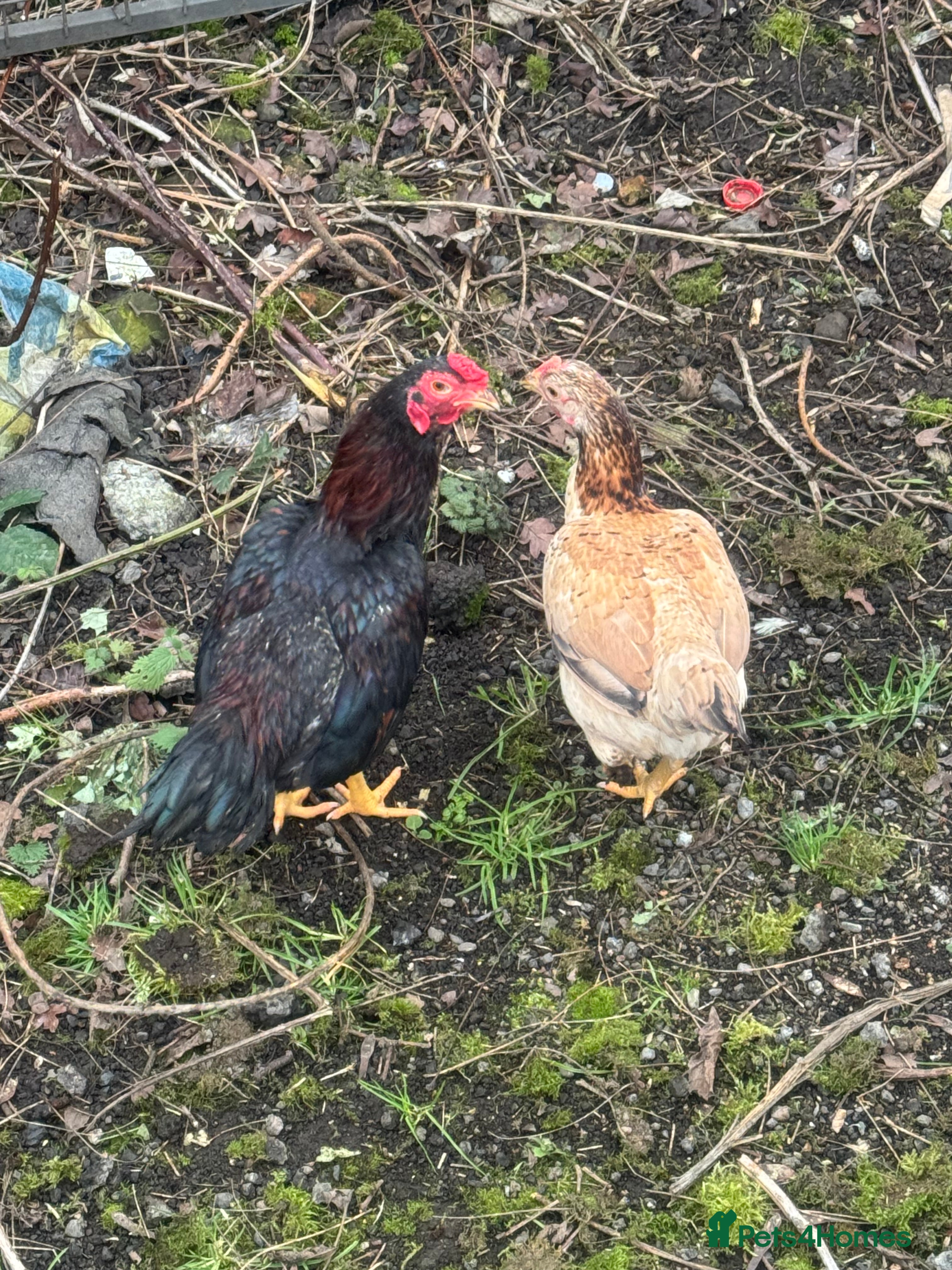 Chickens poultry Chickens  - Advert 1