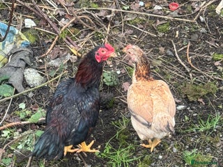 Chickens poultry Chickens - Advert 1