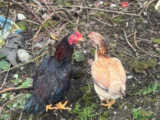 Chickens poultry Chickens - Advert 7