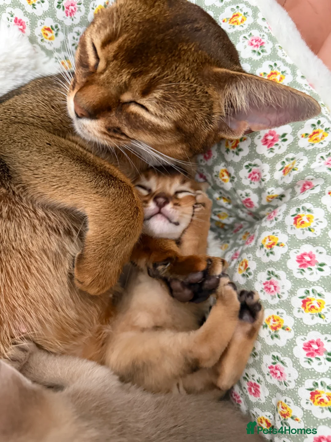 Abyssinian cats for sale: ✨ Elite Abyssinian Kittens 5+ Gen Champions ✨ in Wokingham - Advert 1