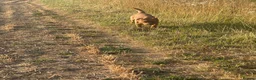 Labrador Retriever dogs for sale: Gorgeous foxred Labrador  - Advert 6