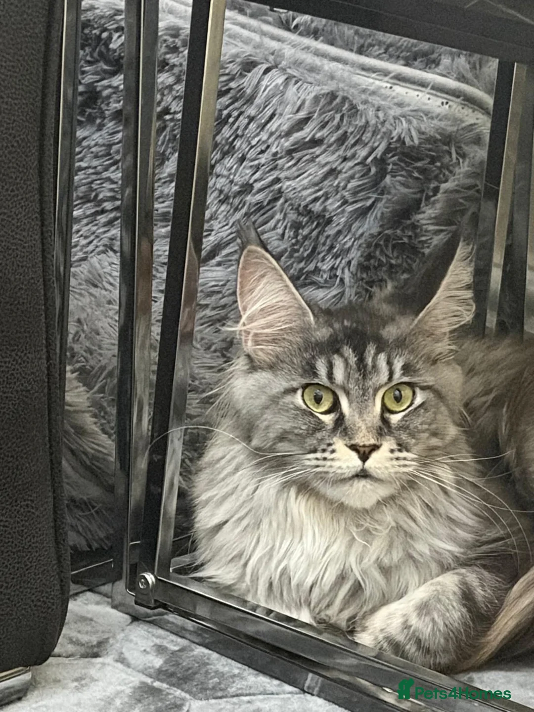 Maine Coon cats for sale: Female Maine Coon Cat for Loving Home - Advert 1