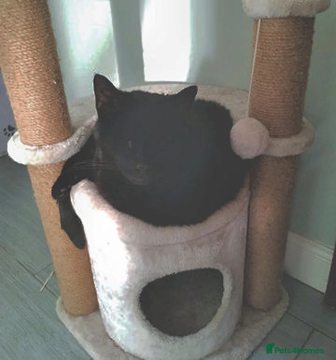 Mixed Breed cats for adoption: JACK. - Advert 2