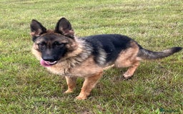 German Shepherd dogs for sale: Beautiful Gsd female for sale  - Image 5