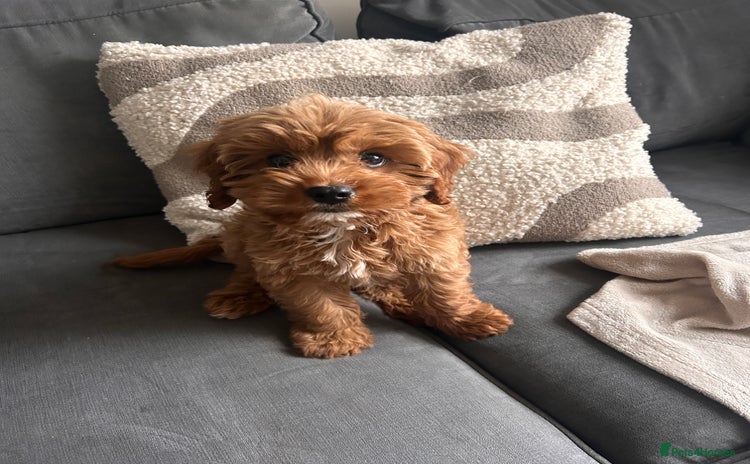 Cavapoo dogs - Advert 2