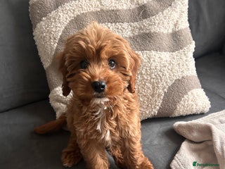 Cavapoo dogs - Advert 2