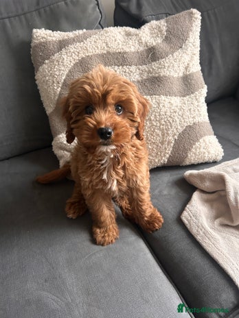 Cavapoo dogs - Advert 2