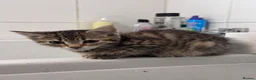 Domestic Shorthair cats for sale: Three tabby kittens for sale  - Advert 2