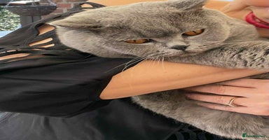 British Shorthair cats - Advert 3