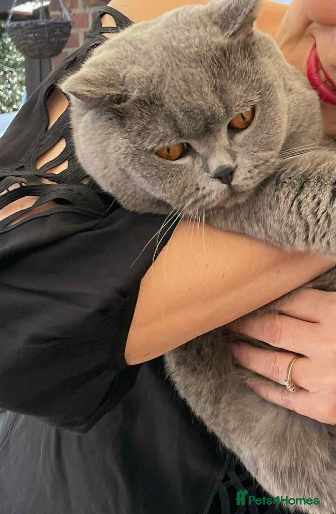 British Shorthair cats for stud: Ciccetto for stud - Image 3
