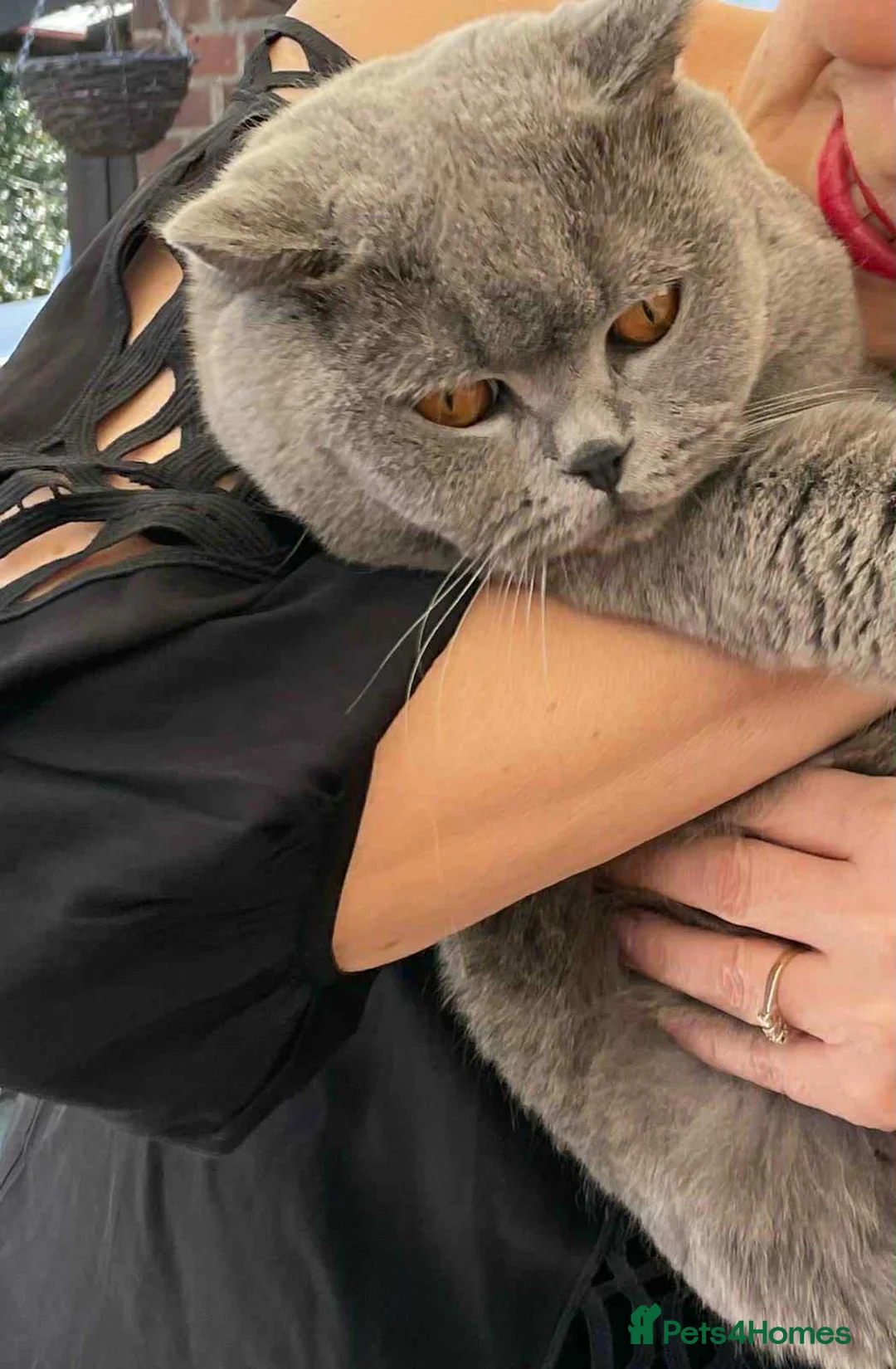 British Shorthair cats for stud: Ciccetto for stud - Advert 3