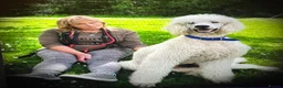 Standard Poodle dogs for stud: KC Registered standard poodle stud - Advert 2