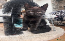 Maine Coon cats for sale: *ready now* Beautiful big Maine coon x BSH kittens - Image 3