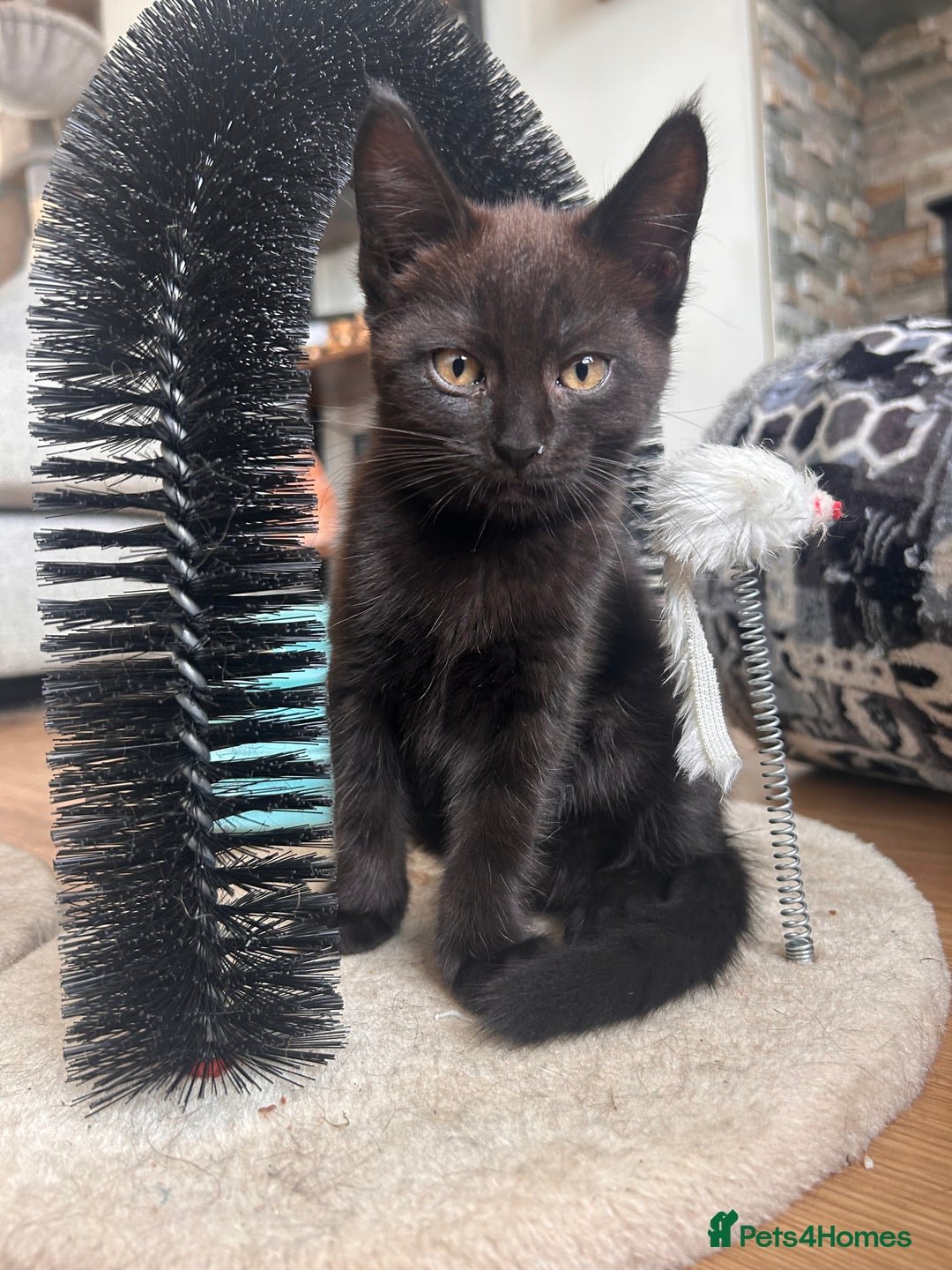 Maine Coon cats for sale: *ready now* Beautiful big Maine coon x BSH kittens - Image 3