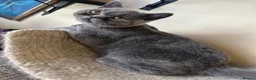 British Shorthair cats for sale: British shorthair GCCF registered MALE  - Advert 8