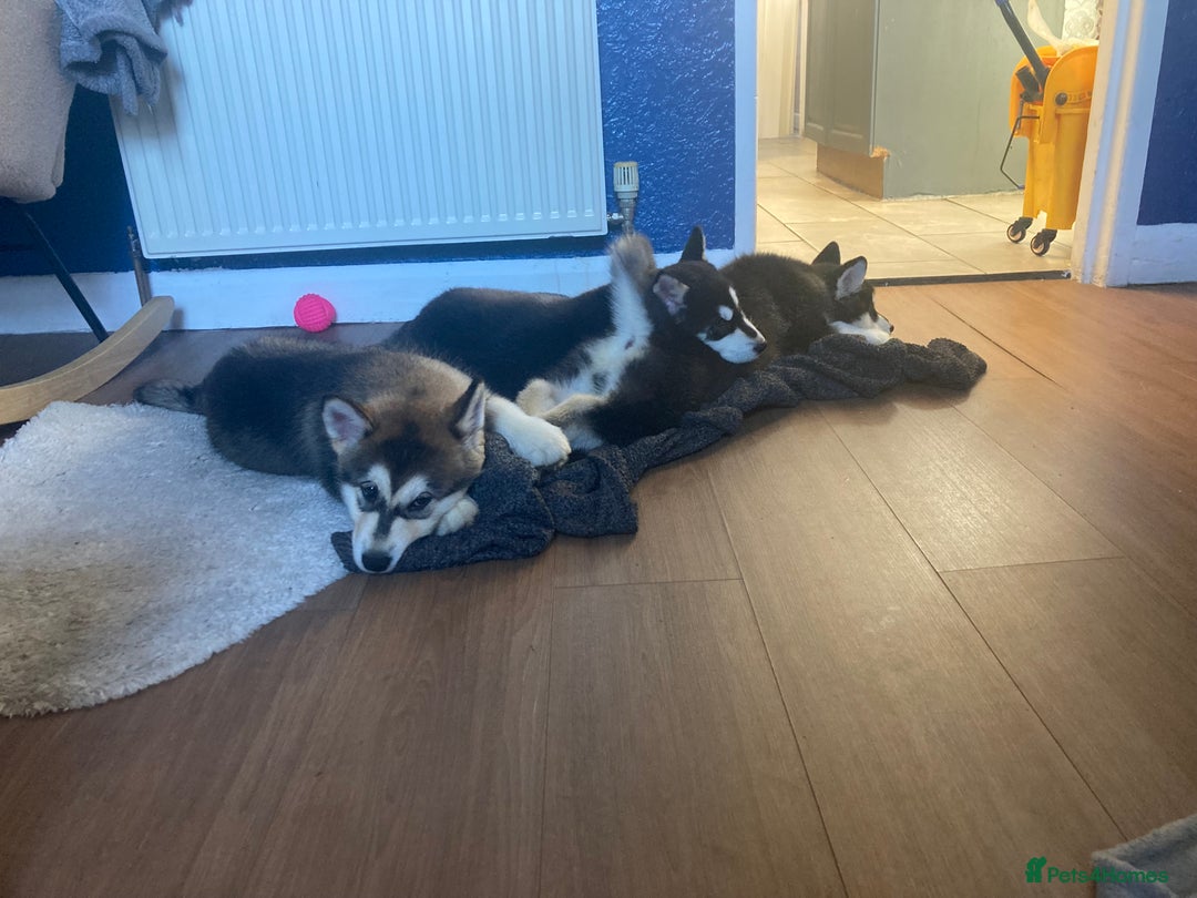 Alaskan Malamute dogs for sale: Alsaskan malamute puppies  - Advert 7