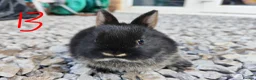 Netherland Dwarf rabbits for sale: Netherland dwarfs - Advert 10