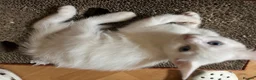 Mixed Breed cats for sale: Ready to go now - 3 beautiful male kittens - Advert 3