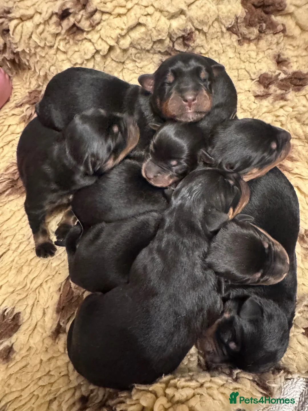 Rottweiler dogs for sale: KC Registered German Rottweiler Puppies - Advert 1
