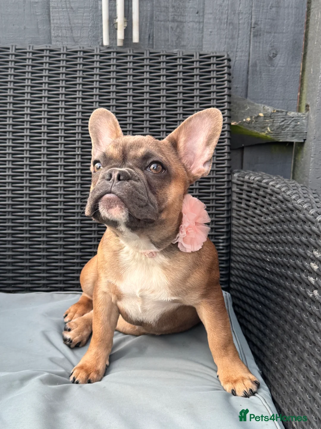 French Bulldog dogs for sale: French bulldog puppies  in Epsom - Advert 2