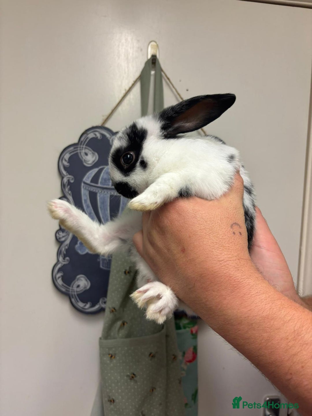 Mixed Breed rabbits for sale: 4 baby rabbits  - Image 8