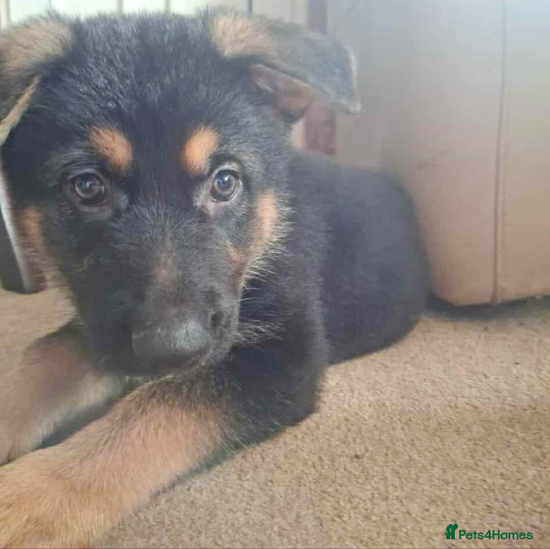 German Shepherd dogs for sale: BEAUTIFUL GERMAN SHEPHERD PUPS READY NOW - Image 15