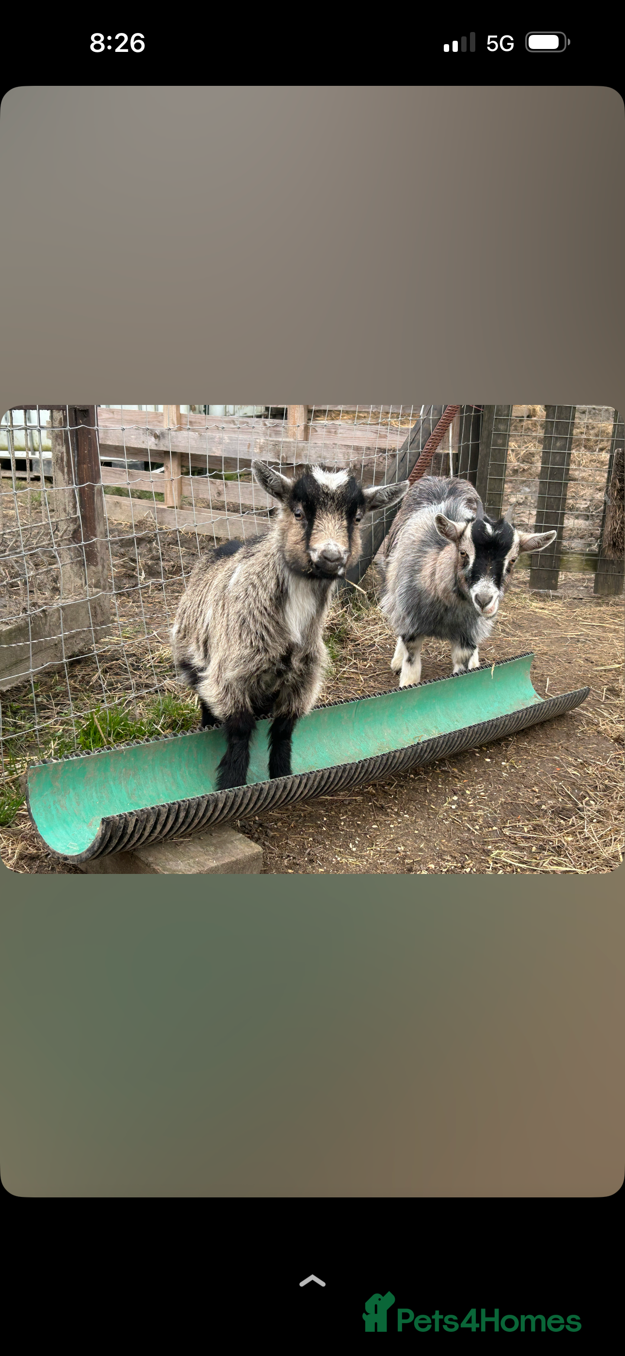 Goats livestock Pygmy goats  - Advert 16