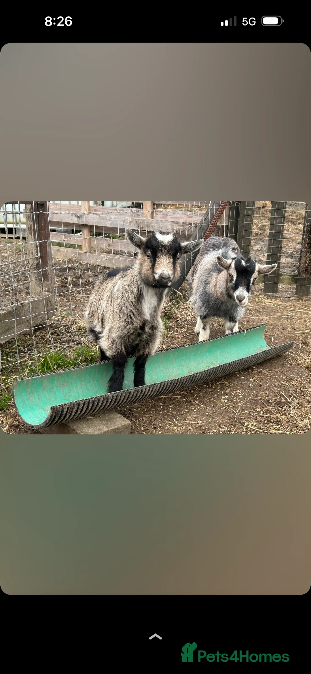 Goats livestock for sale: Pygmy goats  in Crook - Advert 1