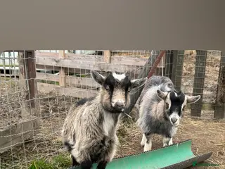 Goats livestock Pygmy goats - Advert 1