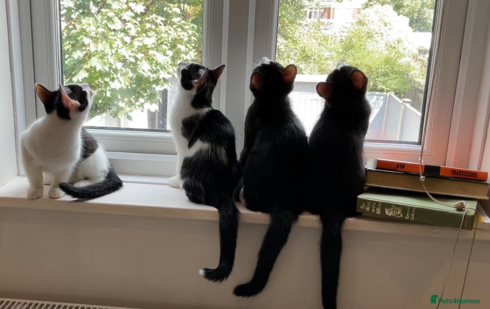 Domestic Shorthair cats for sale: Gorgeous Kittens Ready for their Forever Homes - Advert 1