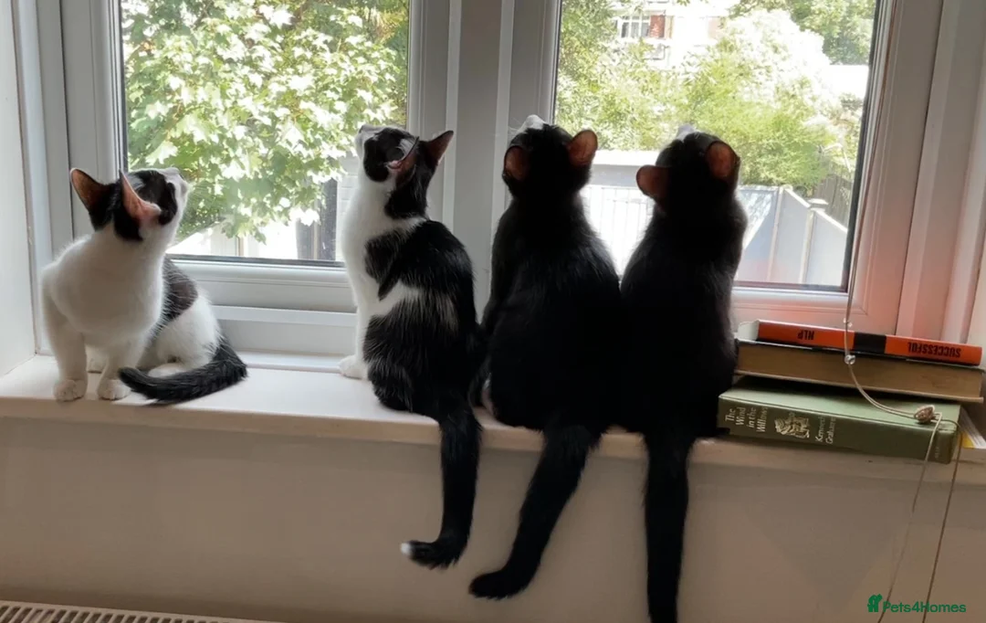 Domestic Shorthair cats for sale: Gorgeous Kittens Ready for their Forever Homes - Advert 1