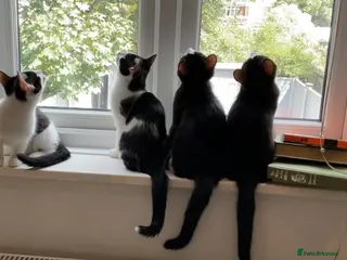 Domestic Shorthair cats Gorgeous Kittens Ready for their Forever Homes - Advert 2