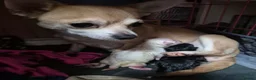 Chihuahua dogs for sale: 2 male Chihuahua searching a very lovely home in Eastbourne - Advert 1