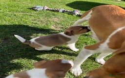 Mixed Breed dogs for sale: Lovely Jack Russel/Plumber puppies - Image 7