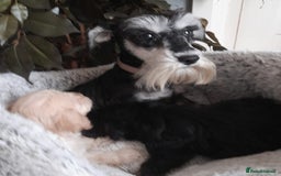 Mixed Breed dogs for sale: Adorable Scnoodle Puppies  - Image 4