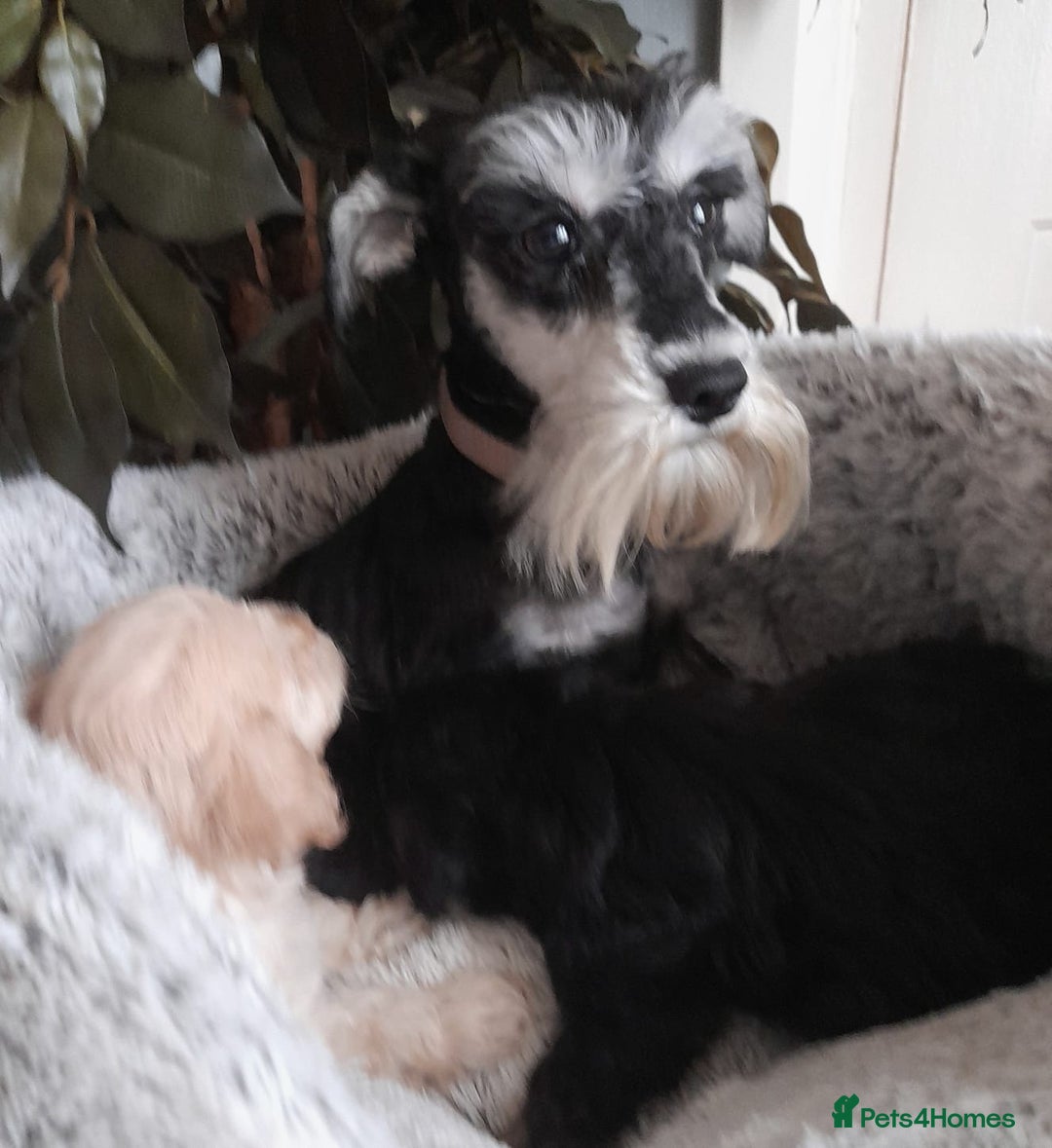 Mixed Breed dogs for sale: Adorable Scnoodle Puppies  - Image 4