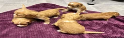 Cockapoo dogs for sale: Beautiful cockapoos in Axbridge - Advert 7