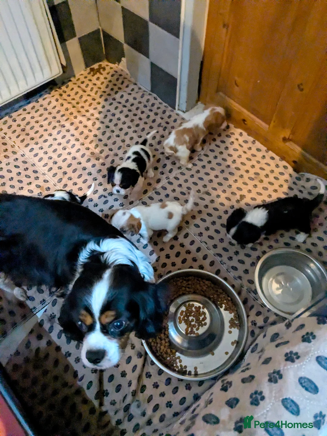 Cavalier King Charles Spaniel dogs for sale: Fabulous cavalier king Charles puppies  - Advert 2