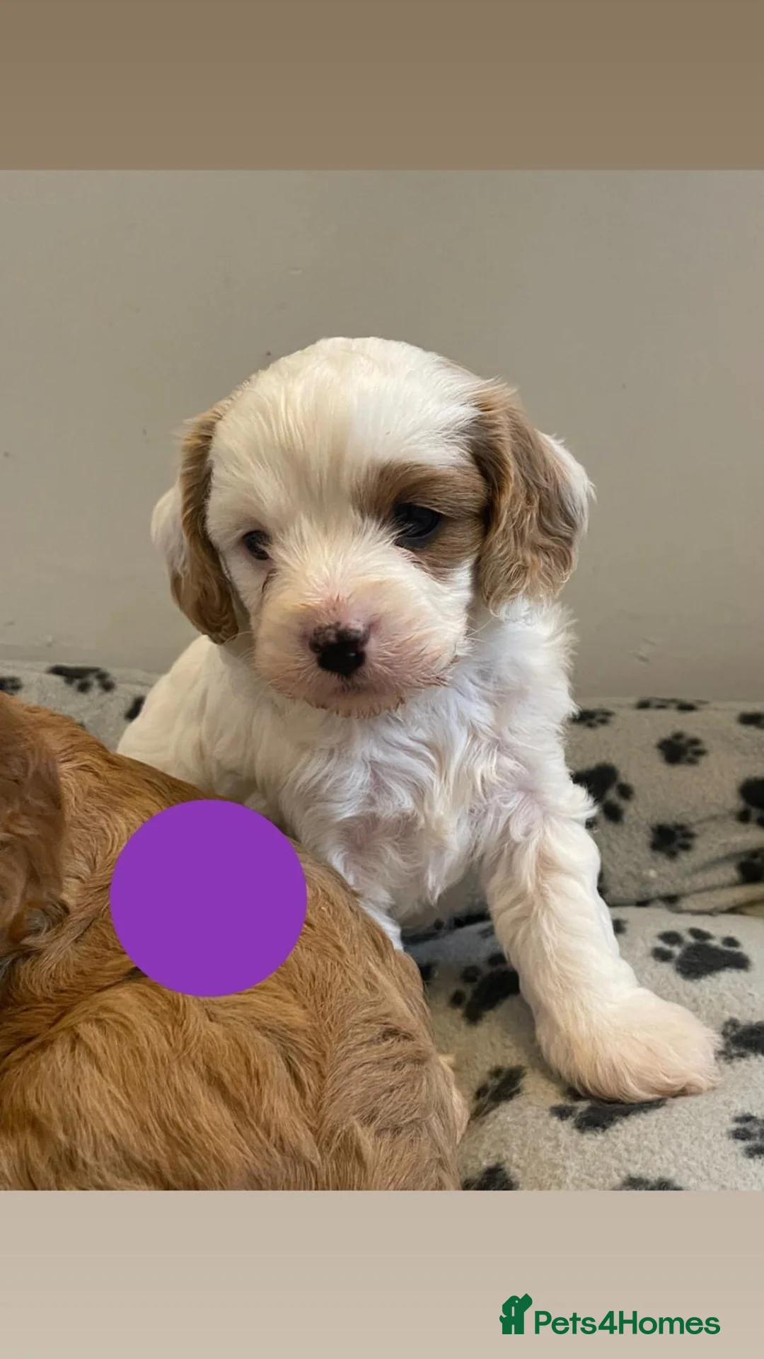 Cavapoo dogs for sale: Beautiful F1 Cavapoo puppy’s  in Aldershot - Advert 2