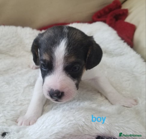 Jackapoo Dogs Breed - Information, Temperament, Size & Price | Pets4Homes