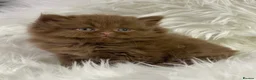 British Longhair cats for sale: Lovely cinnamon British longhair kitten. - Advert 5