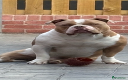 American Bully dogs for stud: American pocket bully  - Image 4