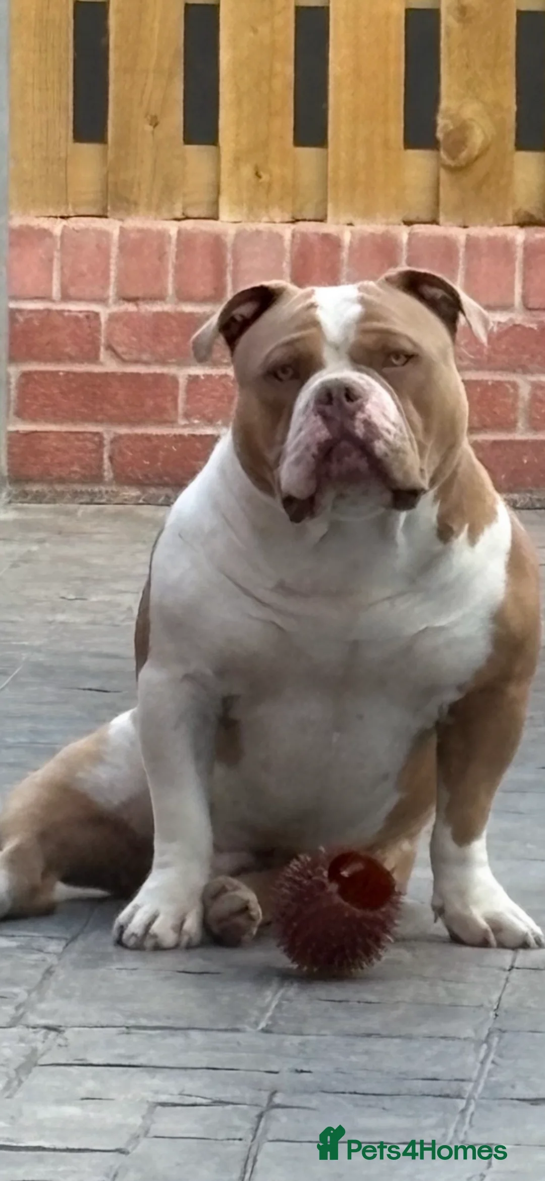 American Bully dogs for stud: American pocket bully  - Advert 4