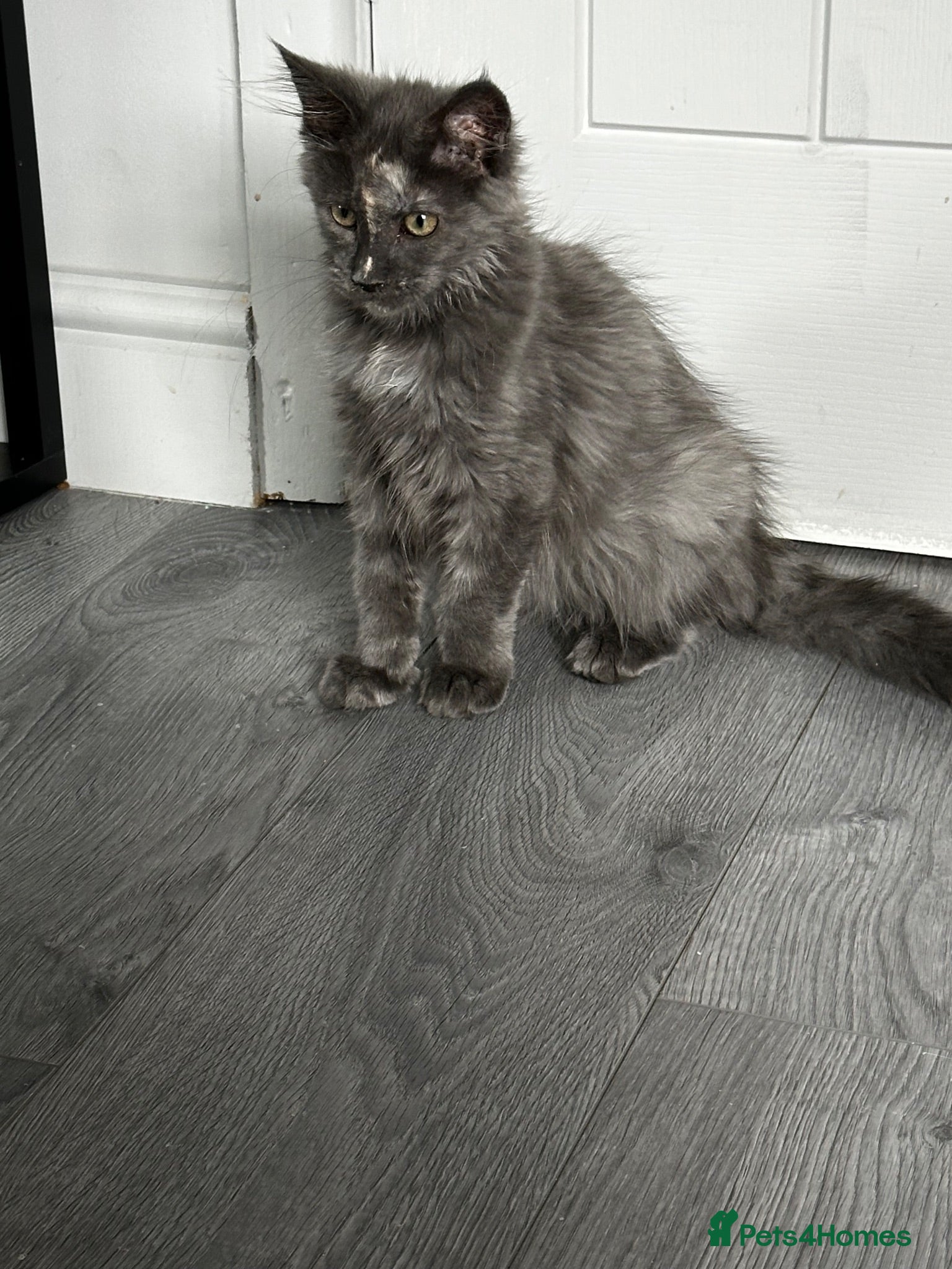 Maine Coon cats Smoky Maincoon female kitten  - Advert 1