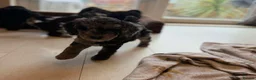 Cockapoo dogs for sale: Beautiful F1B blue merle miniature poodle  - Advert 7