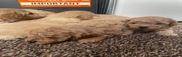Cavapoo dogs for sale: F1 Cavapoo HEALTH TESTED  - Advert 10