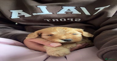 Cockapoo dogs - Advert 3