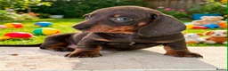 Miniature Dachshund dogs for sale: Gorgeous Miniature Dachshund Puppies -RKC - Advert 5