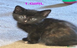 Mixed Breed cats for sale: Mixed breed kittens x 4 - Image 3
