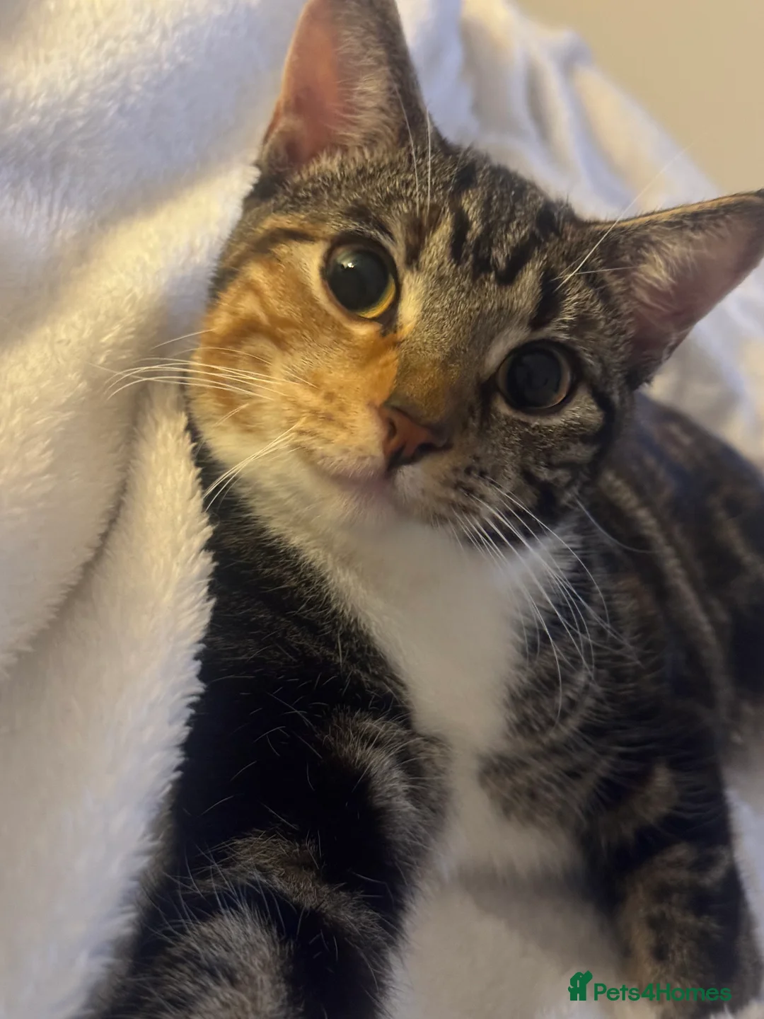 Bengal cats for sale: Friendly cat  in London - Advert 1